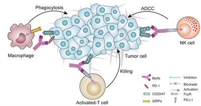 Potential Role of CD47-Directed Bispecific Antibodies in Cancer Immunotherapy